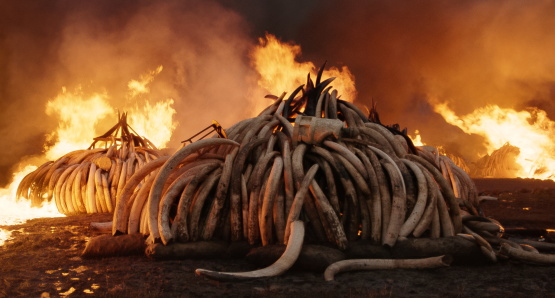 Elephant Tusk Burn, Nairobi National Park, Kenya. Photo courtesy of Anthropocene Films Inc. © 2018