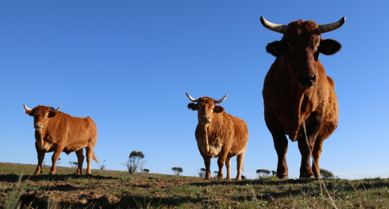 Spanish cattle.